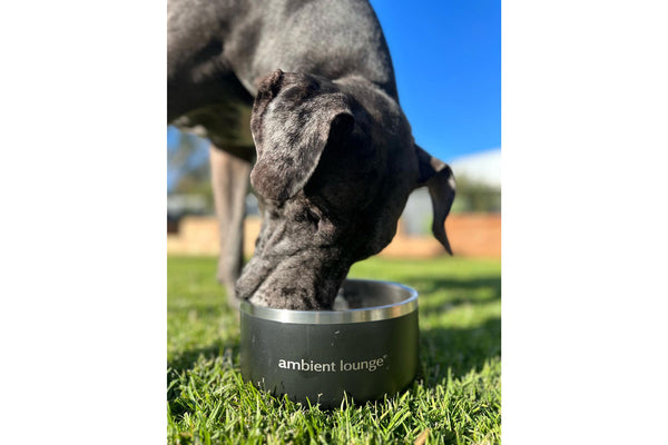 1L Double-Wall Stainless Steel Food & Water Dog Bowl