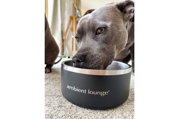 1L Double-Wall Stainless Steel Food & Water Dog Bowl