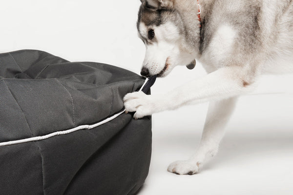 Pet Lounge Dog Bed in Supernova - CoolQuilt - Medium (Easy-Clean, Pet-Friendly, In/Outdoor)