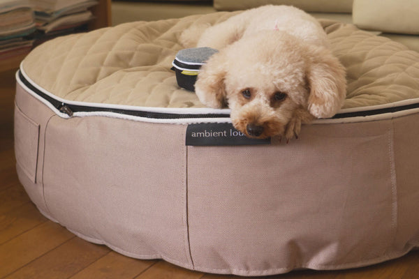 Pet Lounge Dog Bed in Cappuccino - CoolQuilt - Medium (Easy-Clean, Pet-Friendly, In/Outdoor)