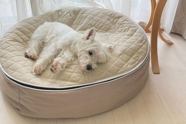 Pet Lounge Dog Bed in Cappuccino - CoolQuilt - Medium (Easy-Clean, Pet-Friendly, In/Outdoor)