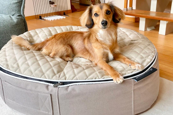Pet Lounge Dog Bed in Cappuccino - CoolQuilt - Medium (Easy-Clean, Pet-Friendly, In/Outdoor)
