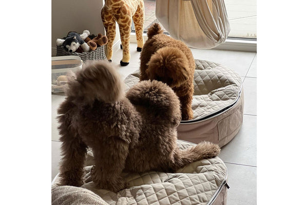 Pet Lounge Dog Bed in Cappuccino - CoolQuilt - Small (Easy-Clean, Pet-Friendly, In/Outdoor)