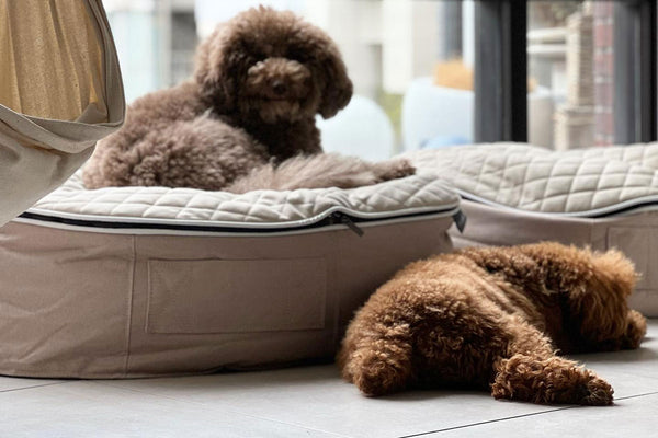 Pet Lounge Dog Bed in Cappuccino - CoolQuilt - Small (Easy-Clean, Pet-Friendly, In/Outdoor)