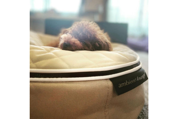 Pet Lounge Dog Bed in Cappuccino - CoolQuilt - Small (Easy-Clean, Pet-Friendly, In/Outdoor)
