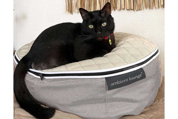 Pet Lounge Dog Bed in Cappuccino - CoolQuilt - Small (Easy-Clean, Pet-Friendly, In/Outdoor)