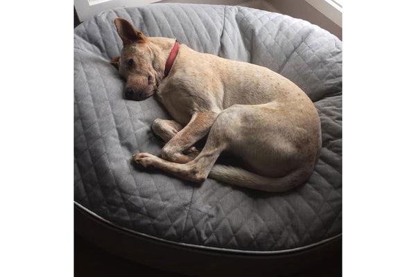 Pet Lounge Dog Bed in Supernova - CoolQuilt - Large (Easy-Clean, Pet-Friendly, In/Outdoor)