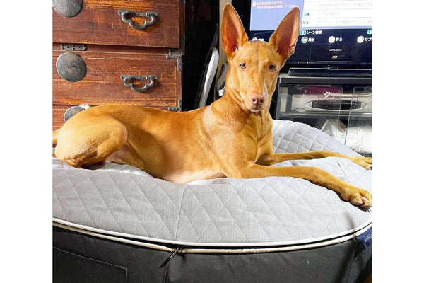 Pet Lounge Dog Bed in Supernova - CoolQuilt - Large (Easy-Clean, Pet-Friendly, In/Outdoor)