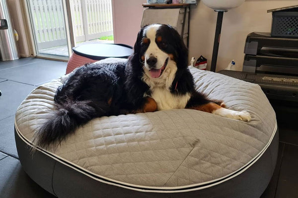 Pet Lounge Dog Bed in Supernova - CoolQuilt - Large (Easy-Clean, Pet-Friendly, In/Outdoor)