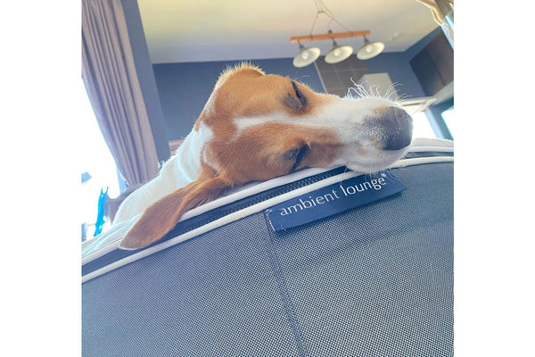 Pet Lounge Dog Bed in Supernova - CoolQuilt - Medium (Easy-Clean, Pet-Friendly, In/Outdoor)