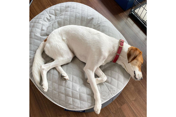 Pet Lounge Dog Bed in Supernova - CoolQuilt - Medium (Easy-Clean, Pet-Friendly, In/Outdoor)