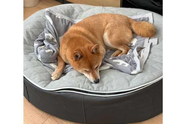 Pet Lounge Dog Bed in Supernova - CoolQuilt - Medium (Easy-Clean, Pet-Friendly, In/Outdoor)