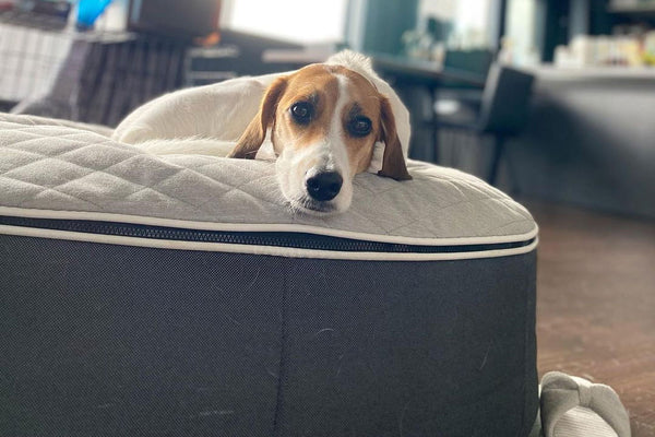 Pet Lounge Dog Bed in Supernova - CoolQuilt - Medium (Easy-Clean, Pet-Friendly, In/Outdoor)