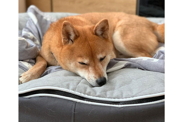 Pet Lounge Dog Bed in Supernova - CoolQuilt - Medium (Easy-Clean, Pet-Friendly, In/Outdoor)