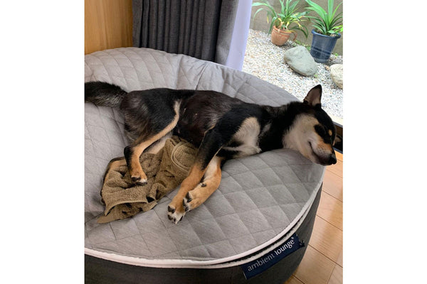 Pet Lounge Dog Bed in Supernova - CoolQuilt - Medium (Easy-Clean, Pet-Friendly, In/Outdoor)