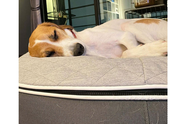 Pet Lounge Dog Bed in Supernova - CoolQuilt - Medium (Easy-Clean, Pet-Friendly, In/Outdoor)
