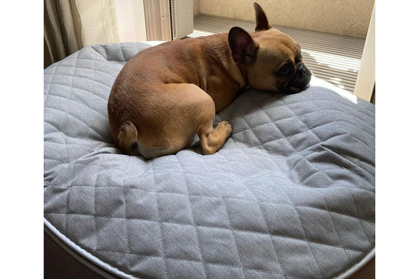 Pet Lounge Dog Bed in Supernova - CoolQuilt - Medium (Easy-Clean, Pet-Friendly, In/Outdoor)