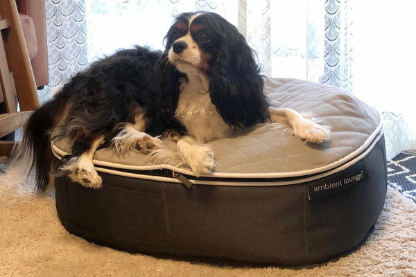 Pet Lounge Dog Bed in Supernova - CoolQuilt - Small (Easy-Clean, Pet-Friendly, In/Outdoor)
