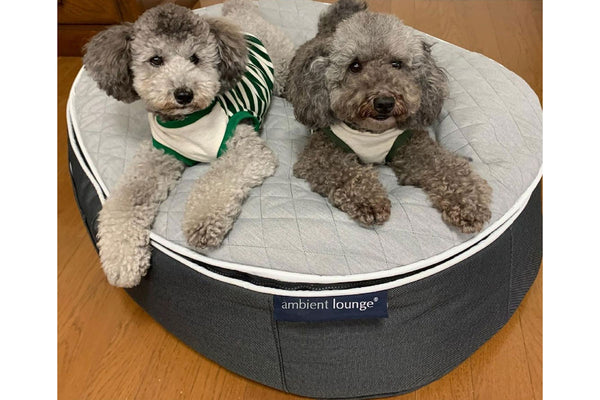 Pet Lounge Dog Bed in Supernova - CoolQuilt - Small (Easy-Clean, Pet-Friendly, In/Outdoor)