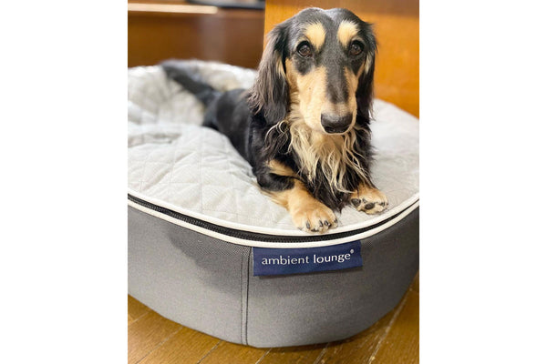Pet Lounge Dog Bed in Supernova - CoolQuilt - Small (Easy-Clean, Pet-Friendly, In/Outdoor)