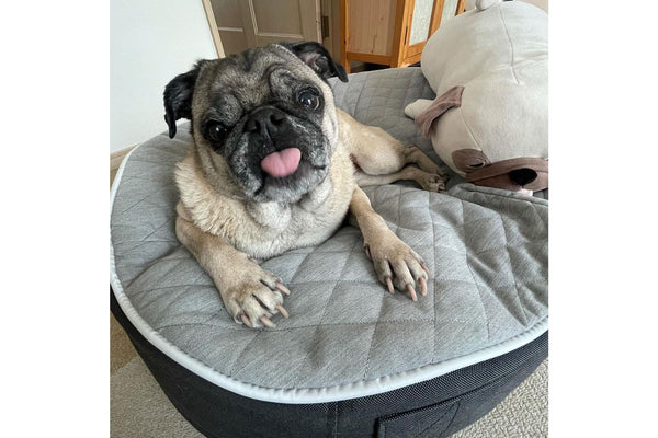 Pet Lounge Dog Bed in Supernova - CoolQuilt - Small (Easy-Clean, Pet-Friendly, In/Outdoor)