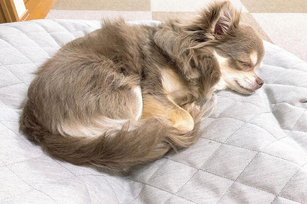 Pet Lounge Dog Bed in Supernova - CoolQuilt - Small (Easy-Clean, Pet-Friendly, In/Outdoor)