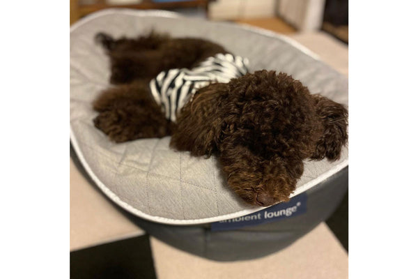 Pet Lounge Dog Bed in Supernova - CoolQuilt - Small (Easy-Clean, Pet-Friendly, In/Outdoor)