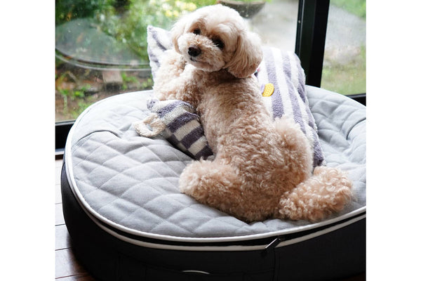 Pet Lounge Dog Bed in Supernova - CoolQuilt - Small (Easy-Clean, Pet-Friendly, In/Outdoor)