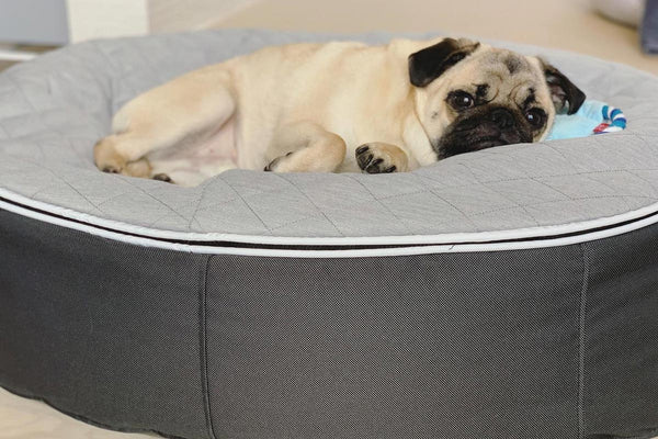 Pet Lounge Dog Bed in Supernova - CoolQuilt - Small (Easy-Clean, Pet-Friendly, In/Outdoor)