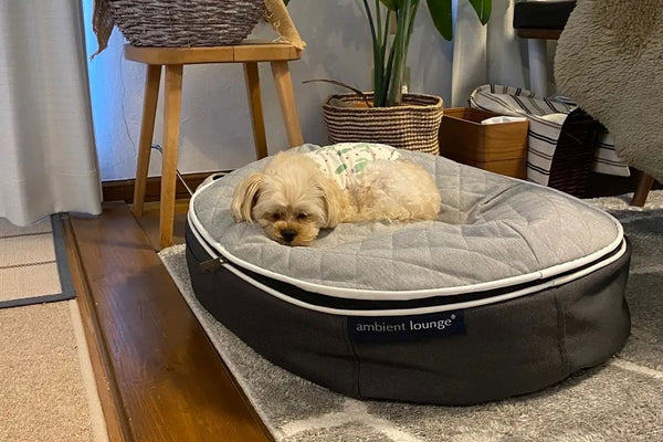Pet Lounge Dog Bed in Supernova - CoolQuilt - Small (Easy-Clean, Pet-Friendly, In/Outdoor)