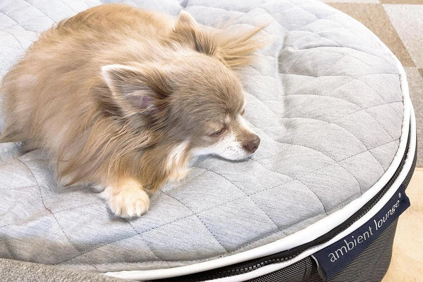 Pet Lounge Dog Bed in Supernova - CoolQuilt - Small (Easy-Clean, Pet-Friendly, In/Outdoor)