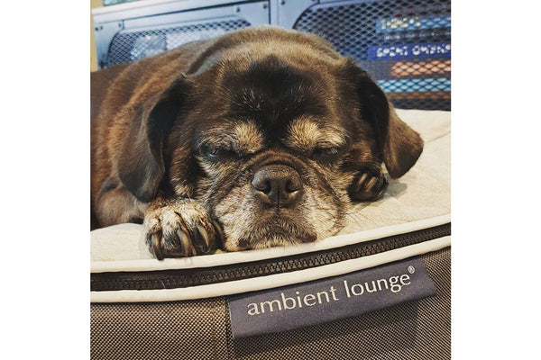 Pet Lounge Dog Bed in Supernova - CoolQuilt - Small (Easy-Clean, Pet-Friendly, In/Outdoor)