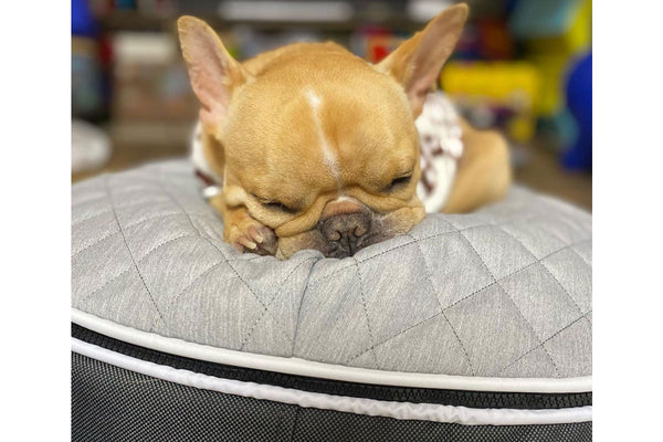 Pet Lounge Dog Bed in Supernova - CoolQuilt - Small (Easy-Clean, Pet-Friendly, In/Outdoor)