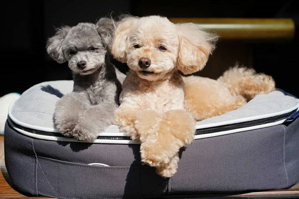 Pet Lounge Dog Bed in Supernova - CoolQuilt - Small (Easy-Clean, Pet-Friendly, In/Outdoor)