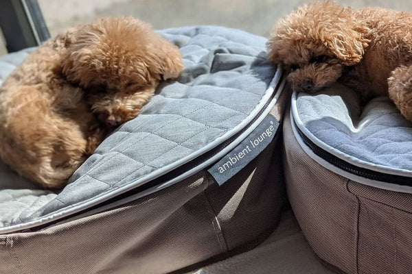 Pet Lounge Dog Bed in Supernova - CoolQuilt - Small (Easy-Clean, Pet-Friendly, In/Outdoor)