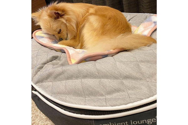 Pet Lounge Dog Bed in Supernova - CoolQuilt - Small (Easy-Clean, Pet-Friendly, In/Outdoor)