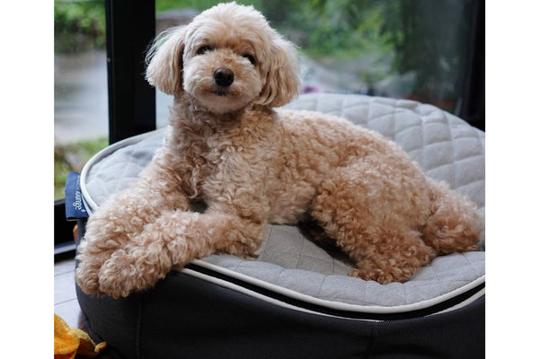 Pet Lounge Dog Bed in Supernova - CoolQuilt - Small (Easy-Clean, Pet-Friendly, In/Outdoor)