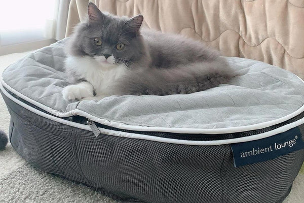 Pet Lounge Dog Bed in Supernova - CoolQuilt - Small (Easy-Clean, Pet-Friendly, In/Outdoor)