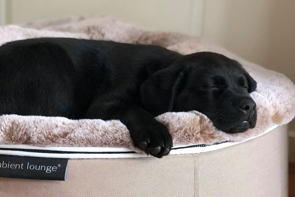 Pet Lounge Dog Bed in Cappuccino - Faux Fur - Large (Easy-Clean, Pet-Friendly, In/Outdoor)