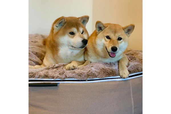 Pet Lounge Dog Bed in Cappuccino - Faux Fur - Large (Easy-Clean, Pet-Friendly, In/Outdoor)