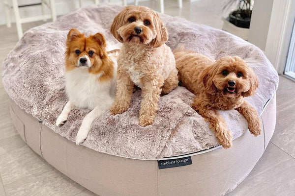 Pet Lounge Dog Bed in Cappuccino - Faux Fur - Large (Easy-Clean, Pet-Friendly, In/Outdoor)