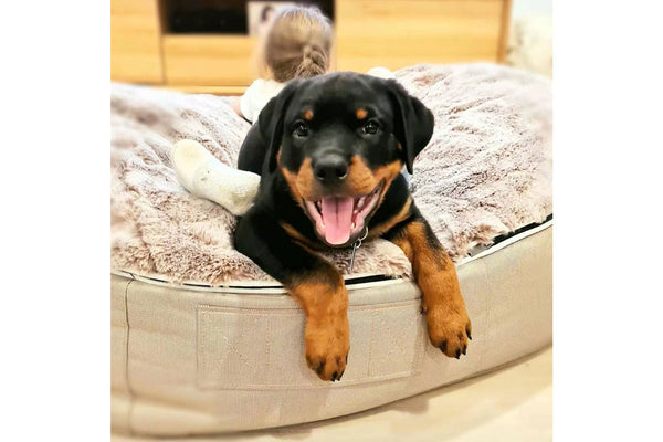 Pet Lounge Dog Bed in Cappuccino - Faux Fur - Large (Easy-Clean, Pet-Friendly, In/Outdoor)