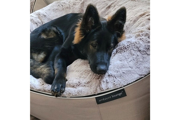 Pet Lounge Dog Bed in Cappuccino - Faux Fur - Large (Easy-Clean, Pet-Friendly, In/Outdoor)