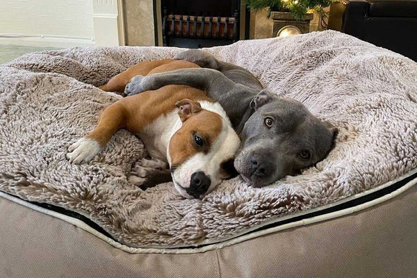 Pet Lounge Dog Bed in Cappuccino - Faux Fur - Large (Easy-Clean, Pet-Friendly, In/Outdoor)