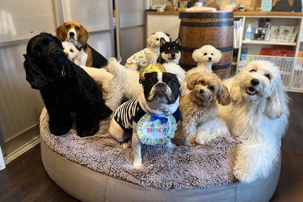 Pet Lounge Dog Bed in Cappuccino - Faux Fur - Large (Easy-Clean, Pet-Friendly, In/Outdoor)