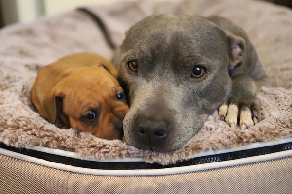 Pet Lounge Dog Bed in Cappuccino - Faux Fur - Medium (Easy-Clean, Pet-Friendly, In/Outdoor)