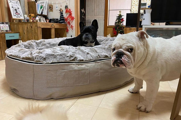 Pet Lounge Dog Bed in Cappuccino - Faux Fur - Medium (Easy-Clean, Pet-Friendly, In/Outdoor)