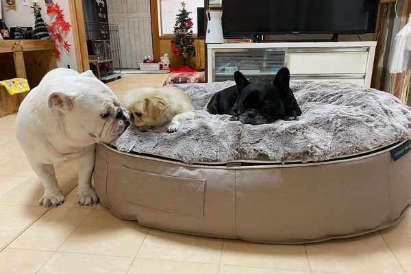 Pet Lounge Dog Bed in Cappuccino - Faux Fur - Medium (Easy-Clean, Pet-Friendly, In/Outdoor)