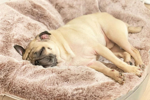 Pet Lounge Dog Bed in Cappuccino - Faux Fur - Medium (Easy-Clean, Pet-Friendly, In/Outdoor)