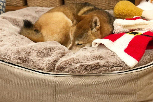 Pet Lounge Dog Bed in Cappuccino - Faux Fur - Medium (Easy-Clean, Pet-Friendly, In/Outdoor)